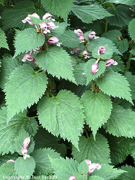 Lamium orvala, samettipeippi
